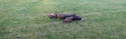 Labrador Retriever dogs for sale: Carmel - Ad 2