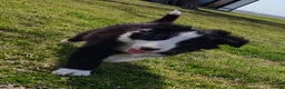 Border Collie dogs for sale: Linus - Ad 13