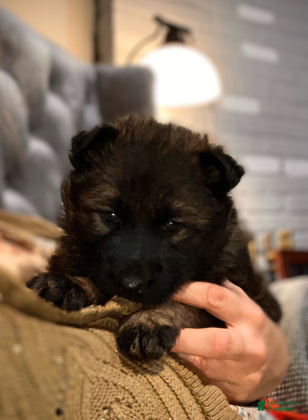 German Shepherd dogs for sale: ♥️SWEET SABLE ♥️ - Ad 32