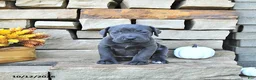 Cane Corso dogs for sale: Ozzy - Ad 1