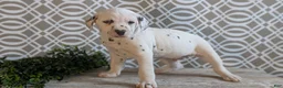 Dalmatian dogs for sale: Kody - Ad 9