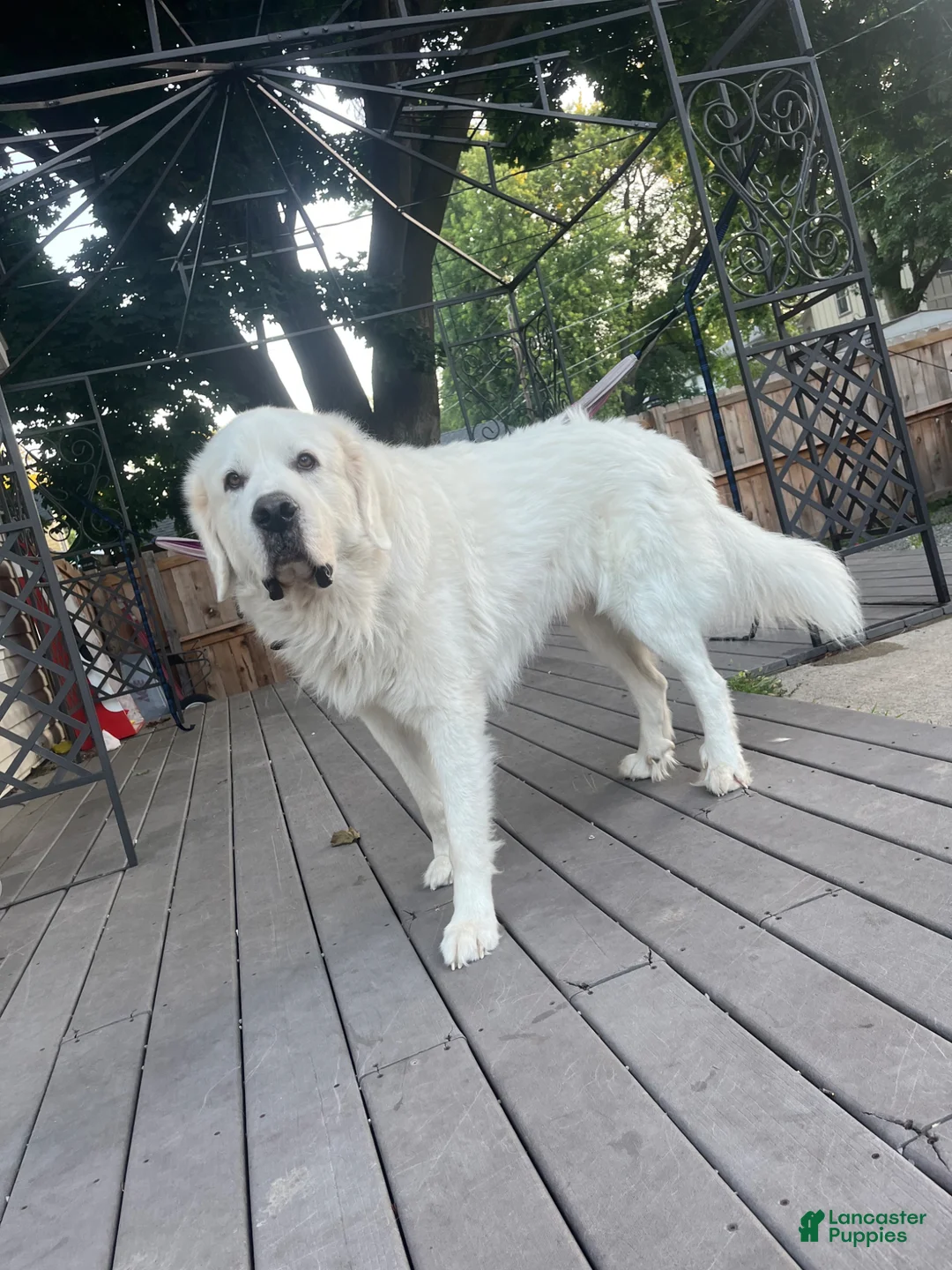 Mixed Breed dogs for sale: Mixed Breed Puppy 1 - Ad 4