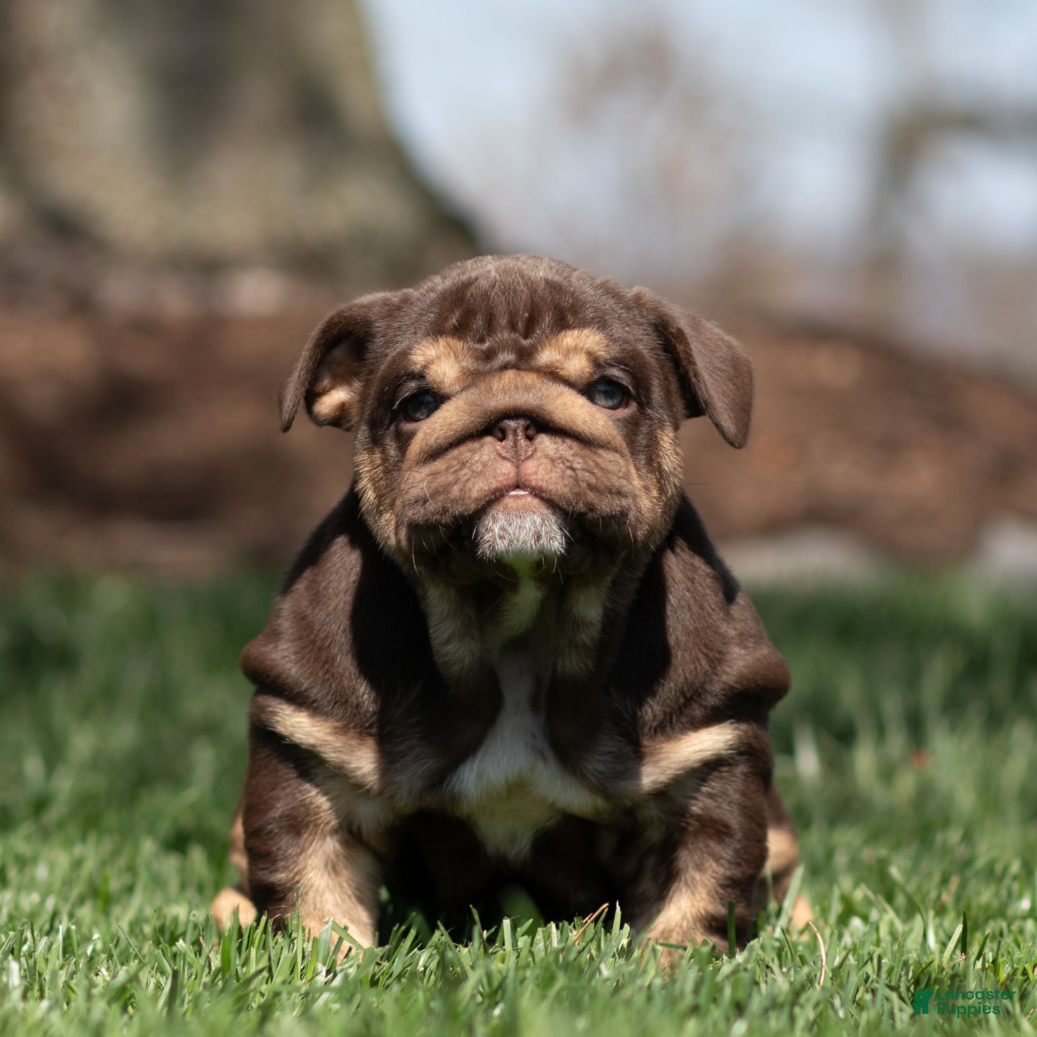 English Bulldog dogs Chanel Cocoa English Bulldog Puppy  - Ad 1