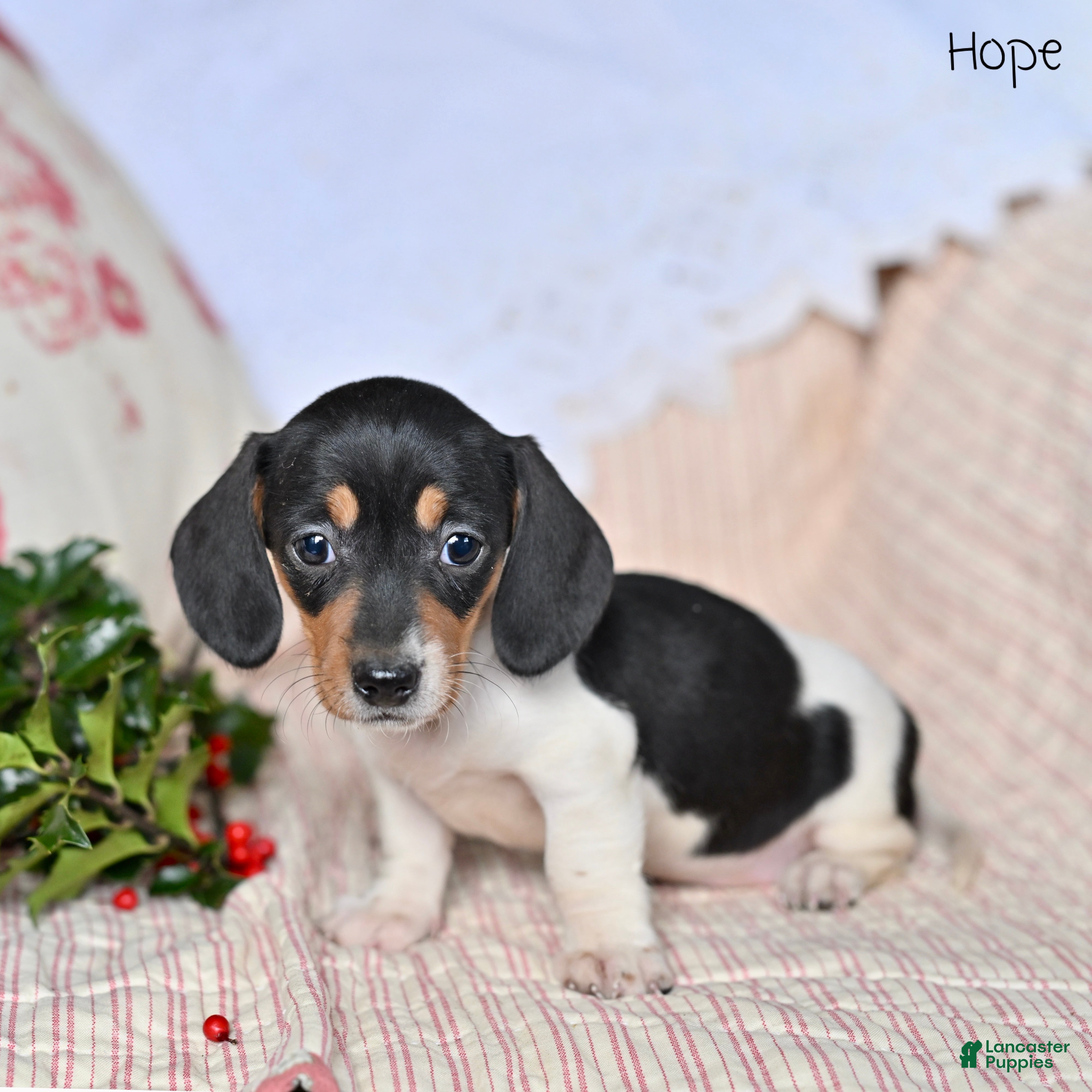 Miniature Dachshund dogs Hope - Ad 35