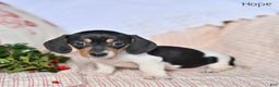 Miniature Dachshund dogs for sale: Hope - Ad 1