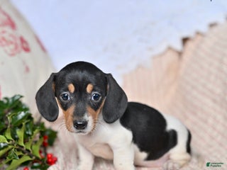 Miniature Dachshund dogs Hope - Ad 10