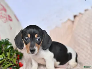 Miniature Dachshund dogs Hope - Ad 9