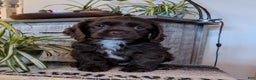 Cocker Spaniel dogs for sale: Holly - Ad 1