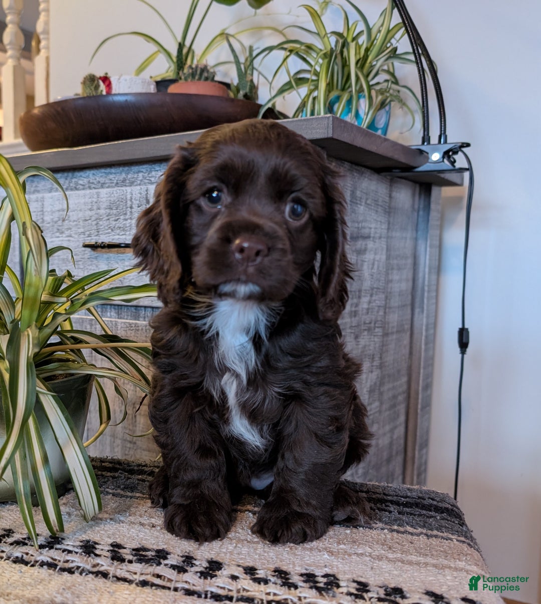 Cocker Spaniel dogs for sale: Holly - Ad 1