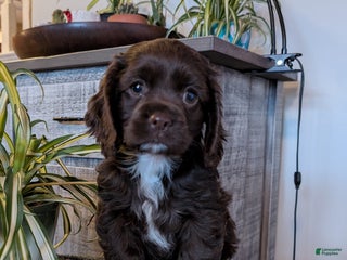 Cocker Spaniel dogs Holly - Ad 10