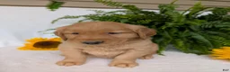 Golden Retriever dogs for sale: Shadow  - Ad 11
