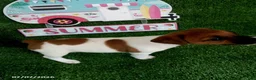 Jack Russell Terrier dogs for sale: Kyndall - Ad 3
