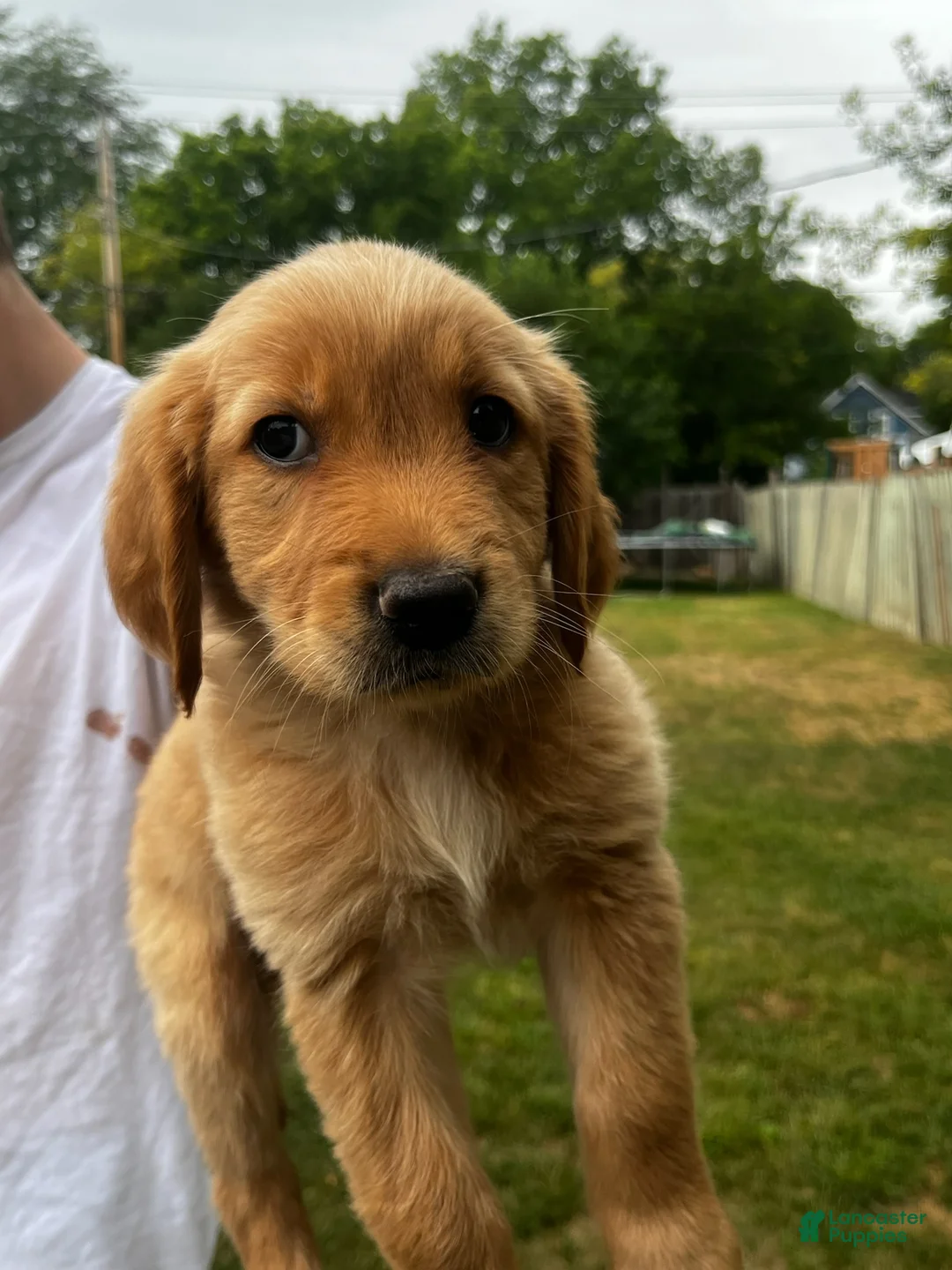 Goldador dogs for sale: Goldador Female 3 - Ad 1