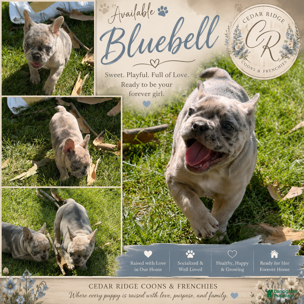 French Bulldog dogs for sale: Bluebell - Ad 3