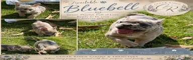 Bluebell
