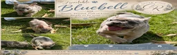 French Bulldog dogs for sale: Bluebell - Ad 1