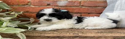 Havapoo dogs for sale: Annie - Ad 5