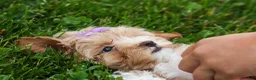 Havapoo dogs for sale: Ellie Mae 💛🐾 - Ad 8