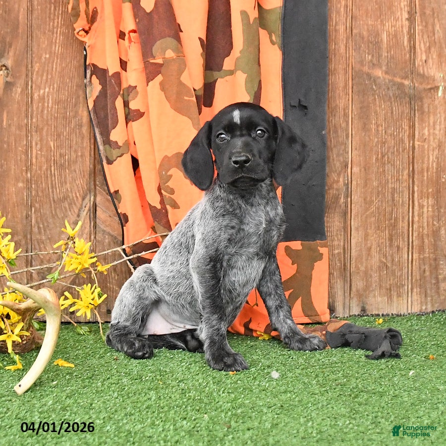 German Shorthaired Pointer dogs Lila  - Ad 1