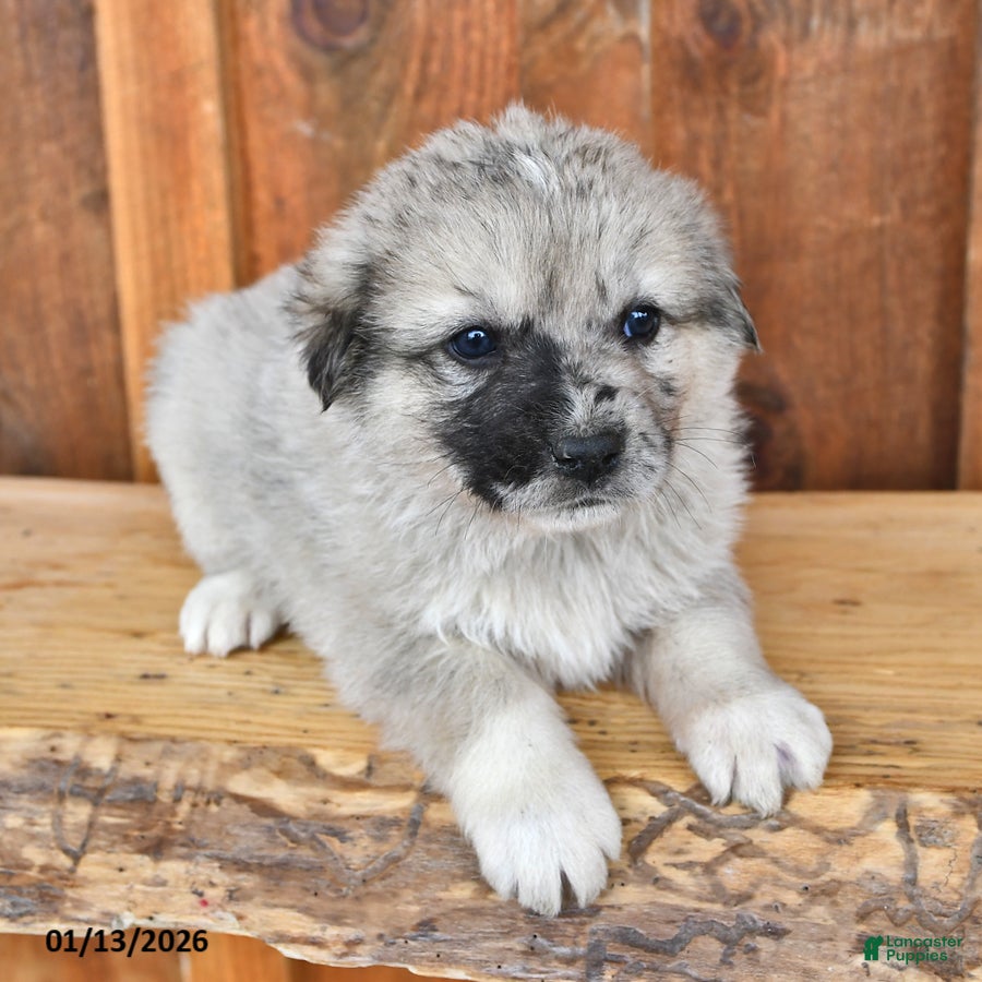 Mixed Breed dogs Rocky - Ad 29