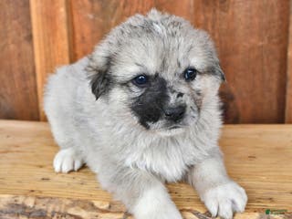 Mixed Breed dogs Rocky - Ad 29