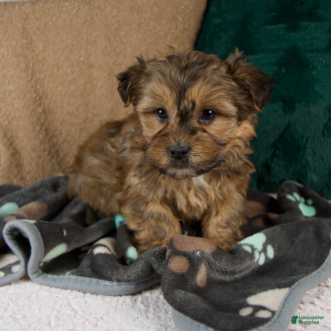 Shorkie dogs for sale: Isaac - Ad 5