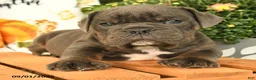 Olde English Bulldogge dogs for sale: Gage - Ad 2