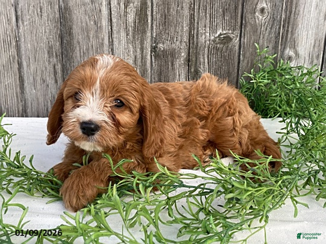 Cavapoo dogs for sale: Finley - Ad 4