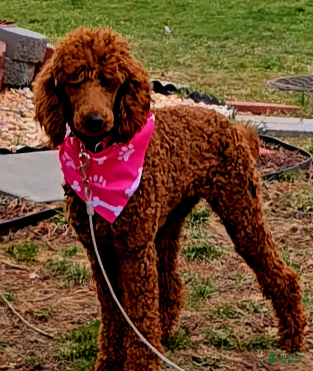 Gallery Image {{count}}