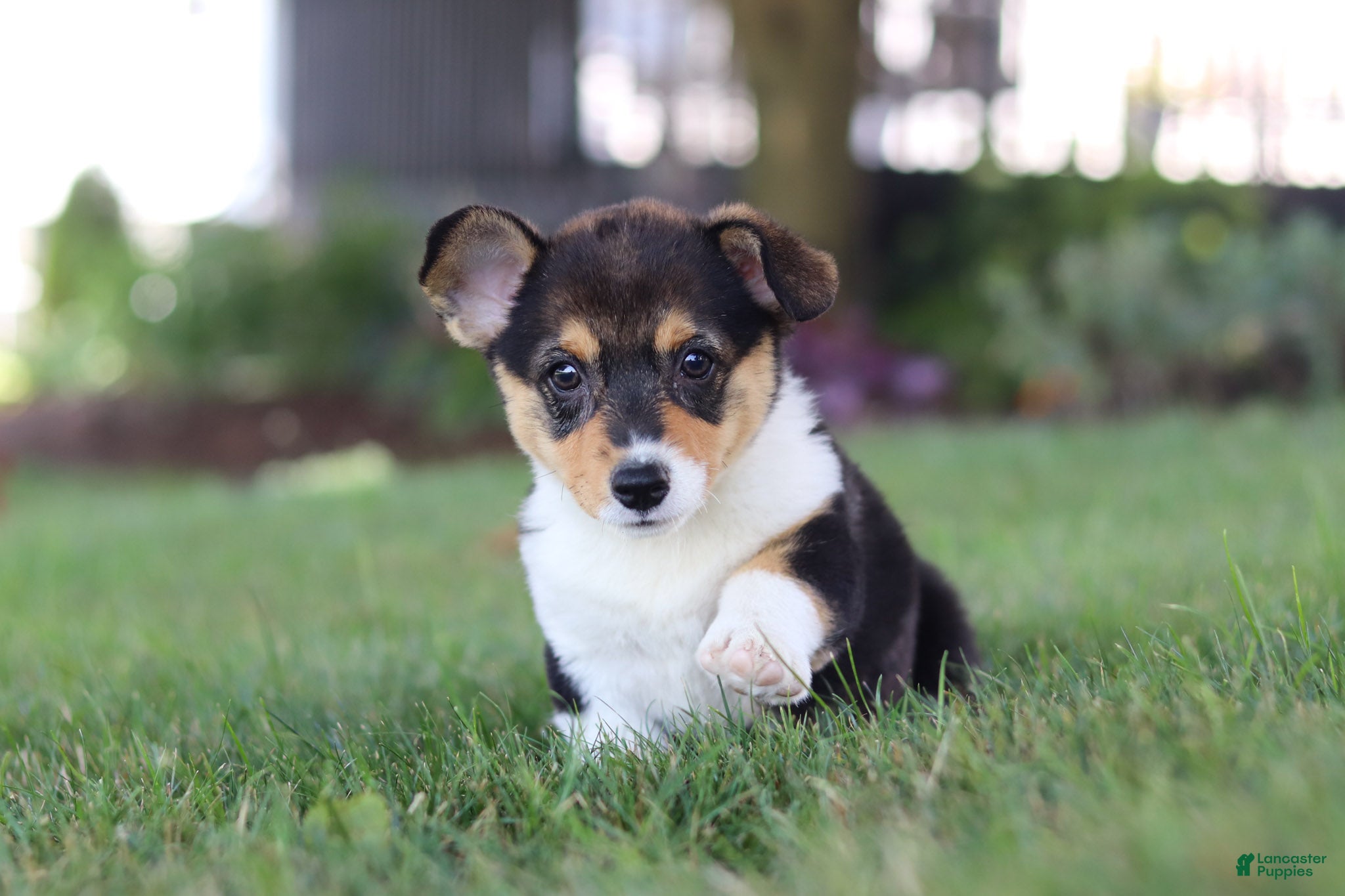 Welsh Corgi Pembroke dogs Debbie - Ad 2
