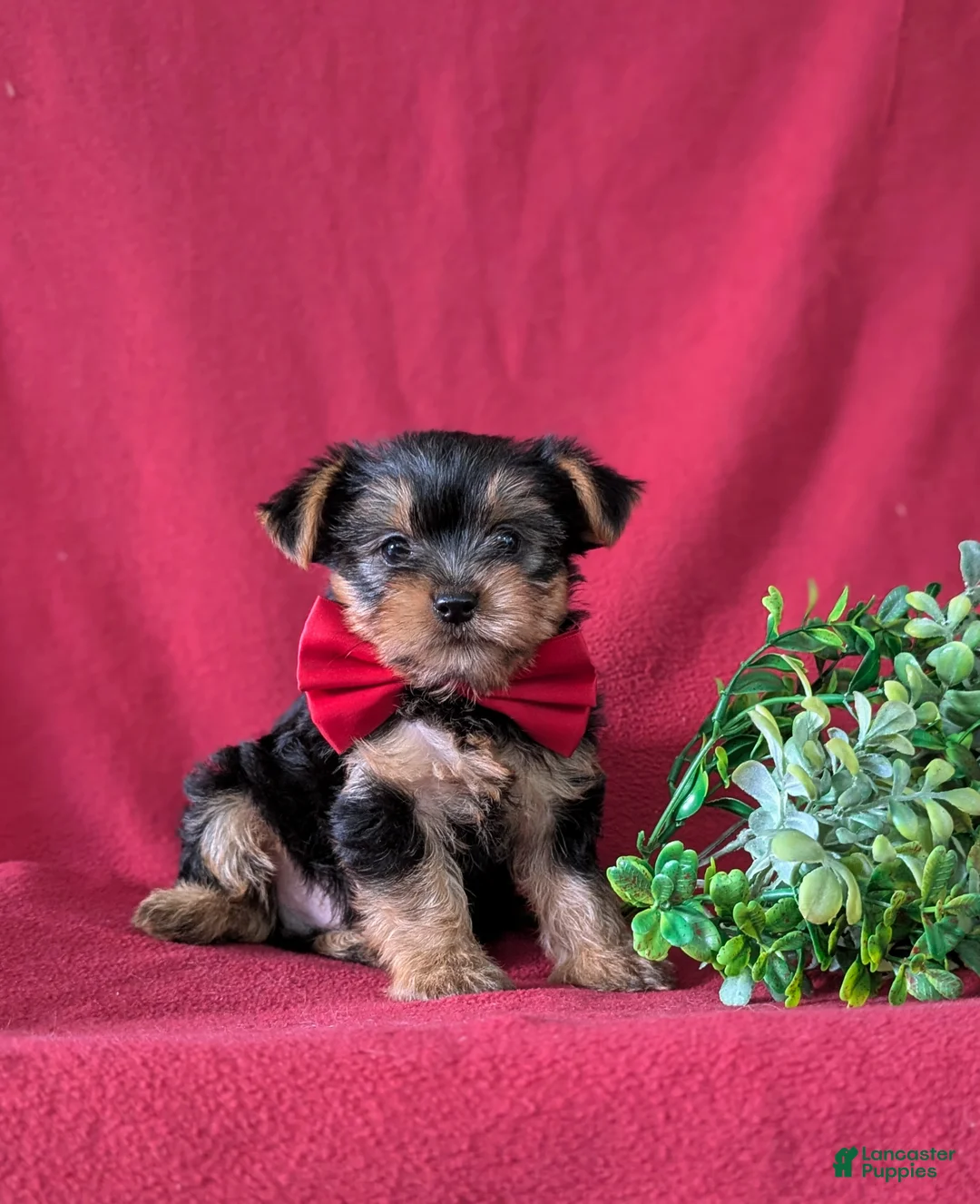 Yorkshire Terrier dogs for sale: Murphy - Ad 9