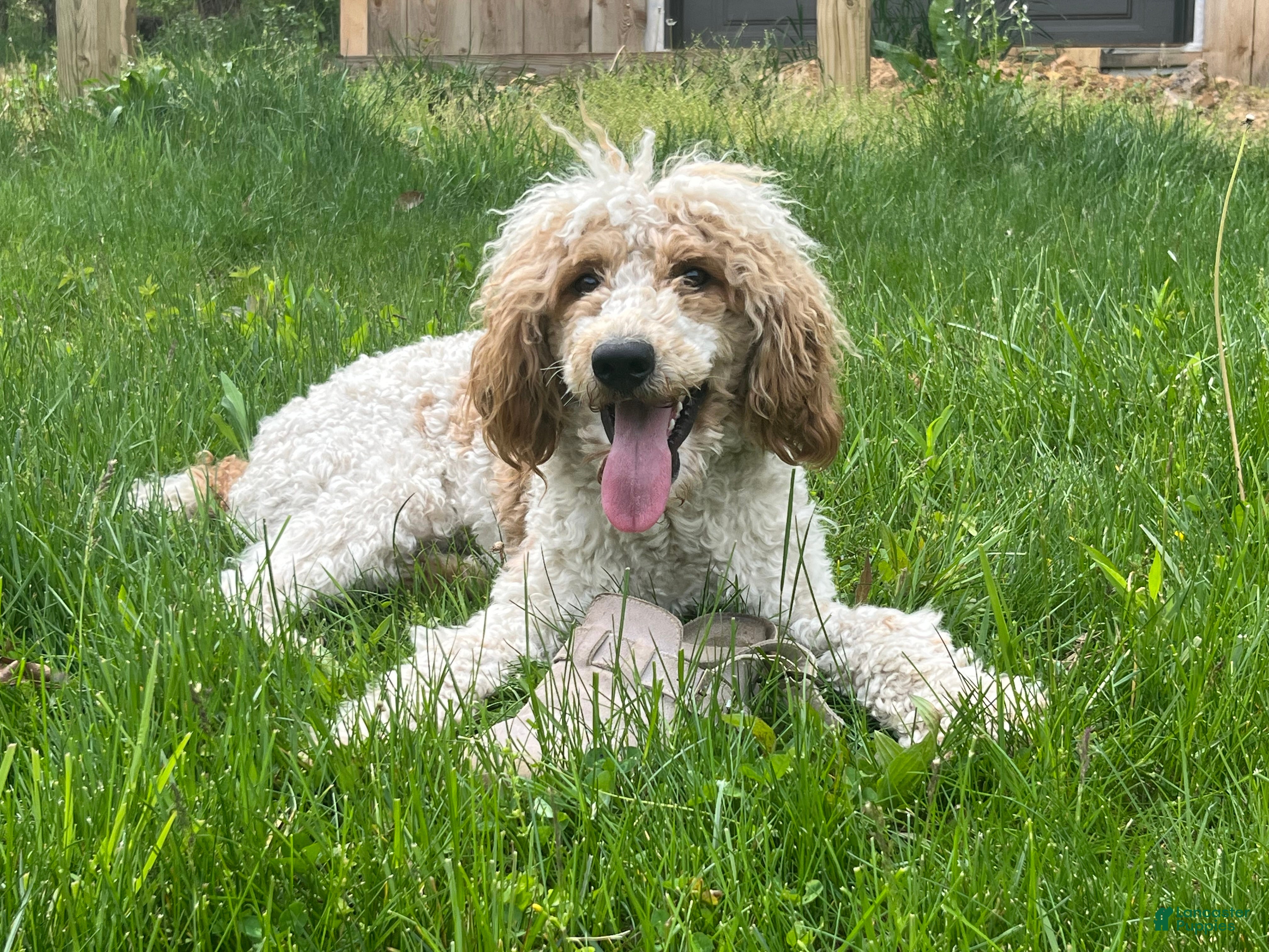 Remi