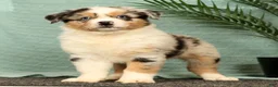 Miniature Australian Shepherd dogs for sale: Jenny - Ad 5