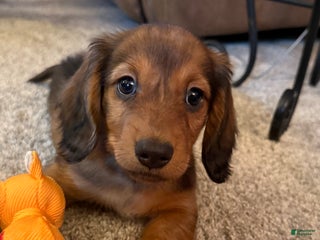 Dachshund dogs Schnitzel - Ad 39
