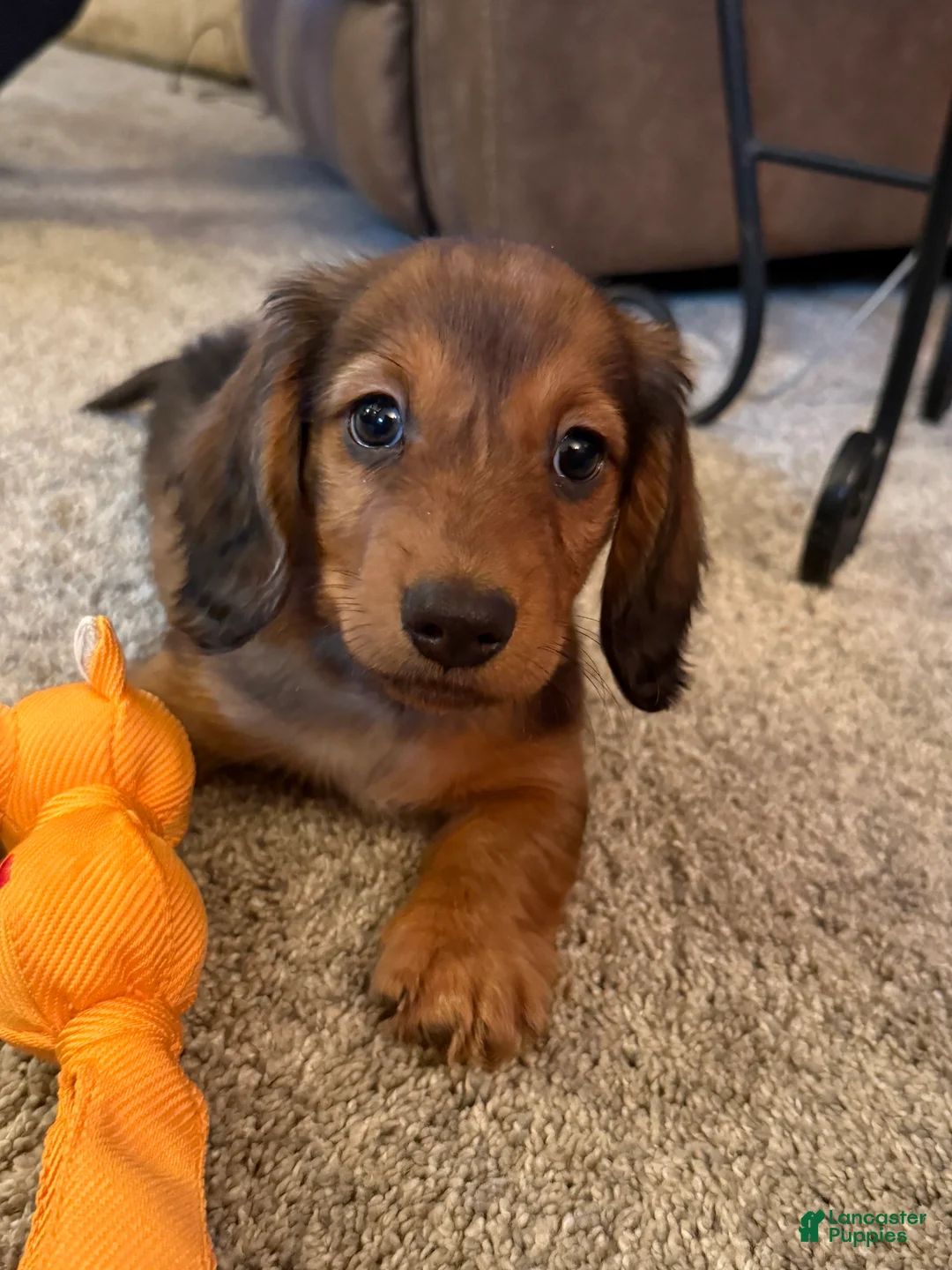 Dachshund dogs for sale: Schnitzel  - Ad 1