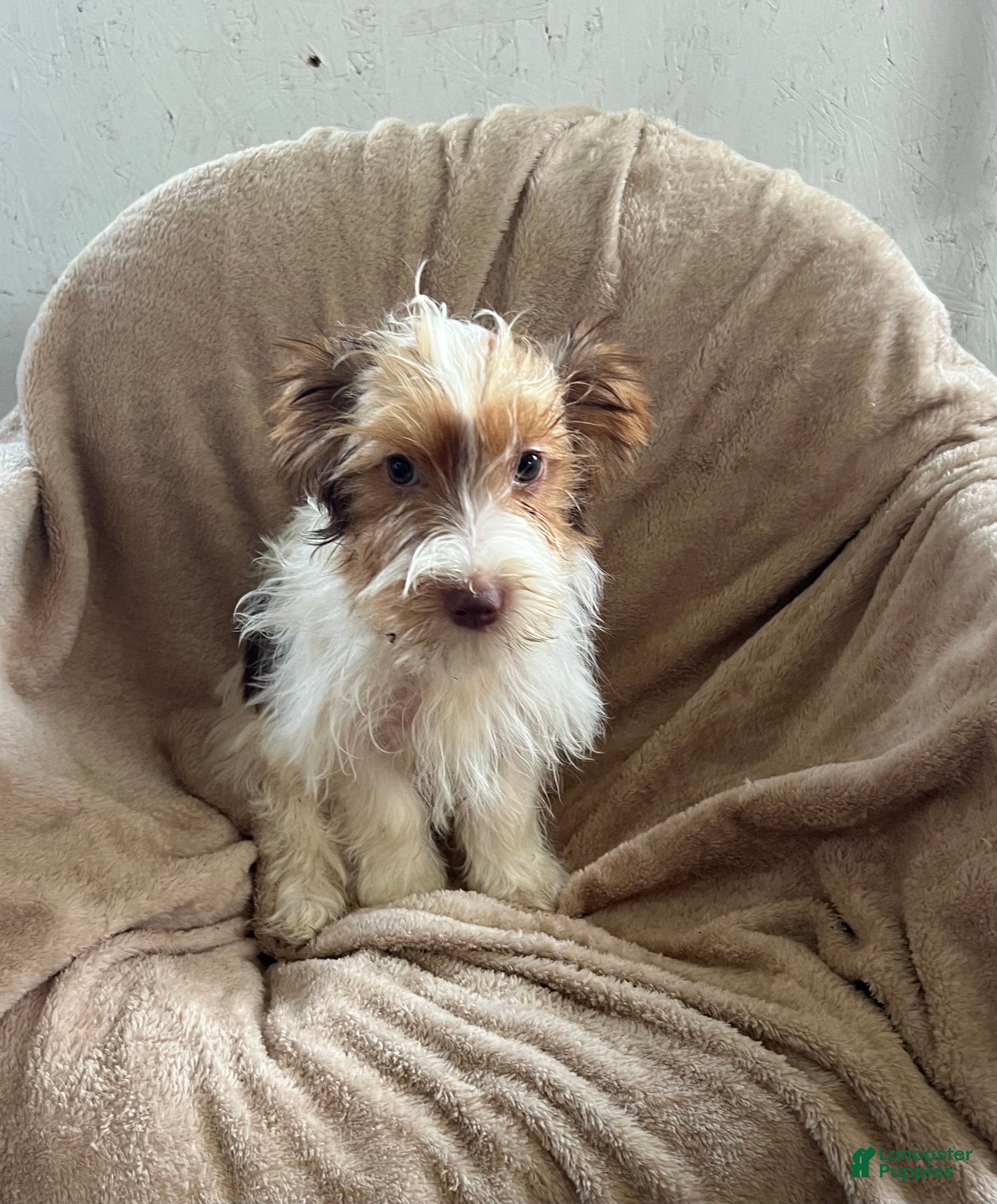 Yorkshire Terrier dogs Parti- Yorkshire Terrier NOAH  - Ad 2