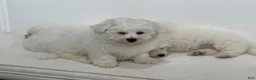 Bichon Frise dogs for sale: Bichon Frise Puppy 2 - Ad 4