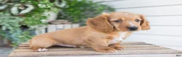 Dachshund dogs for sale: Harvey - Ad 3