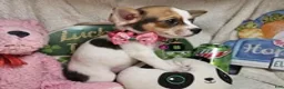Chihuahua dogs for sale: Audrianna (Tri-color) - Ad 2