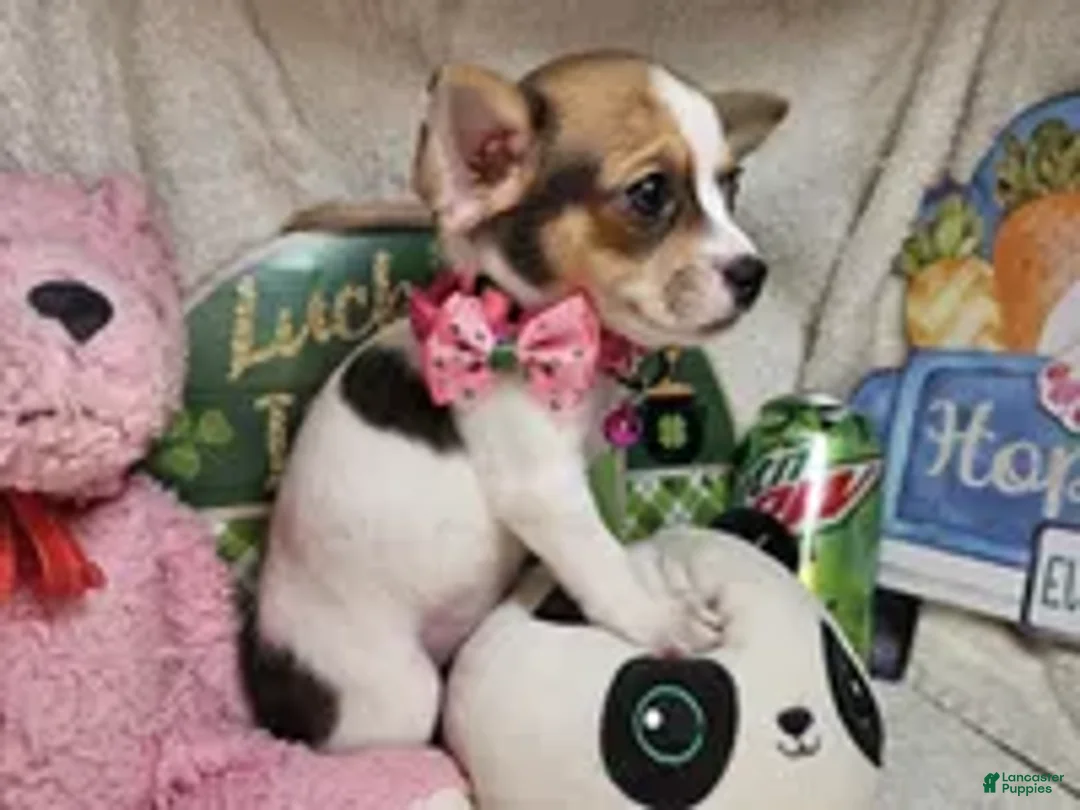 Chihuahua dogs for sale: Audrianna (Tri-color) - Ad 2