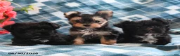 Morkie dogs for sale: Ollie - Ad 5