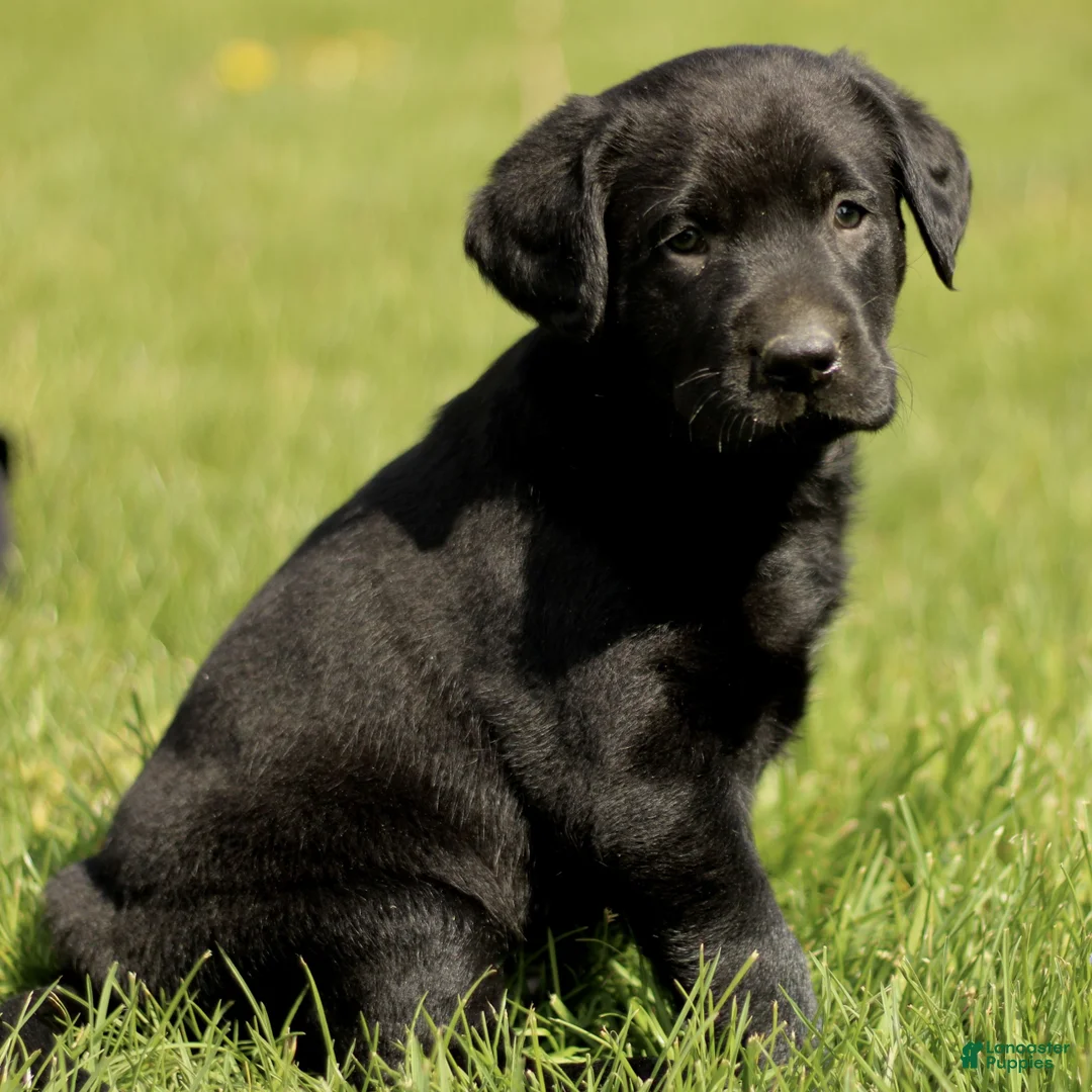 Labrador Retriever dogs for sale: Korey  - Ad 2