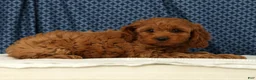 Cockapoo dogs for sale: Luna - Ad 3
