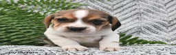 Mixed Breed dogs for sale: Lula  - Ad 4