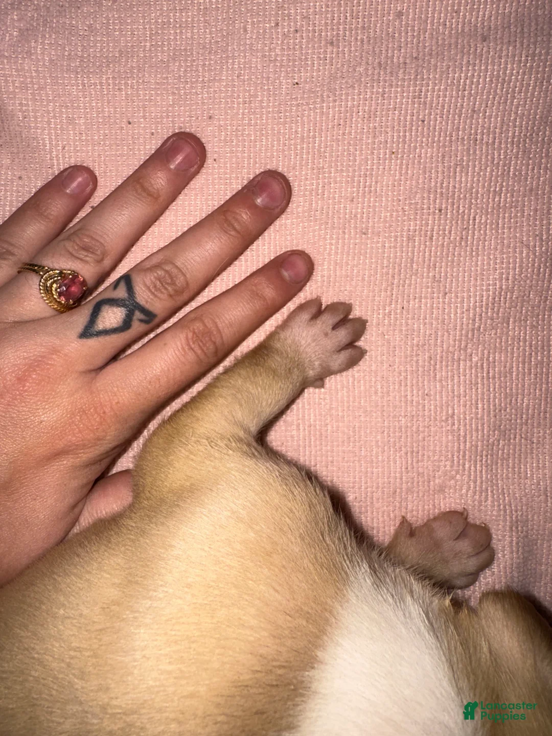 American Pit Bull Terrier dogs for sale: American Pit Bull Terrier Puppy 1 - Ad 2