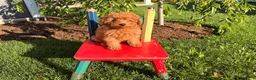 Toy Poodle dogs for sale: Jewel - Ad 5