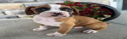 Boxer dogs for sale: Dan - Ad 9