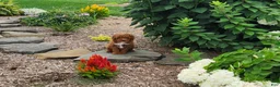 Miniature Poodle dogs for sale: Jazzy  - Ad 7