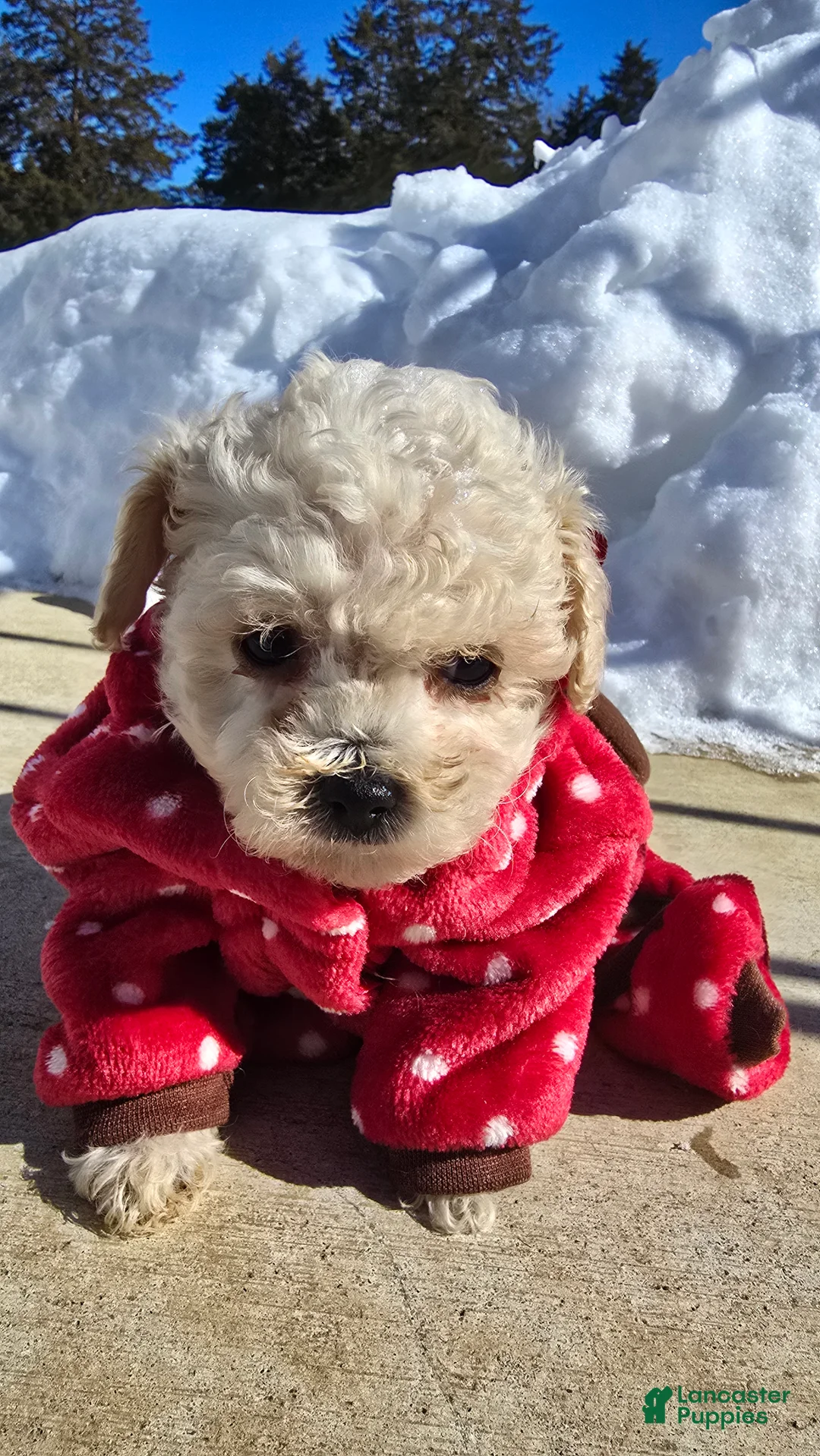 Toy Poodle dogs for sale: Lorenzo  - Ad 2