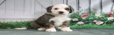 Marshall